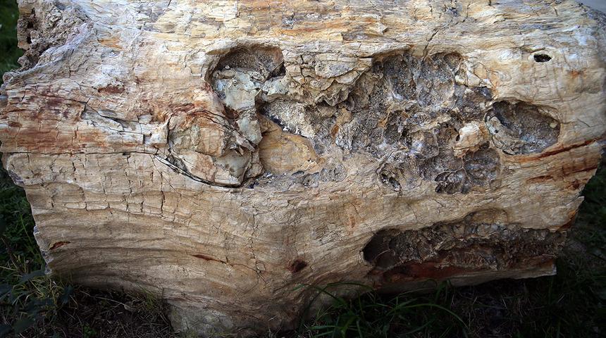 41 milyon yıllık! Türkiye'de bulunan ilk örnek... 'Çok önemli...'
