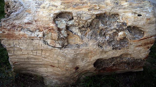 41 milyon yıllık! Türkiye'de bulunan ilk örnek... 'Çok önemli...'