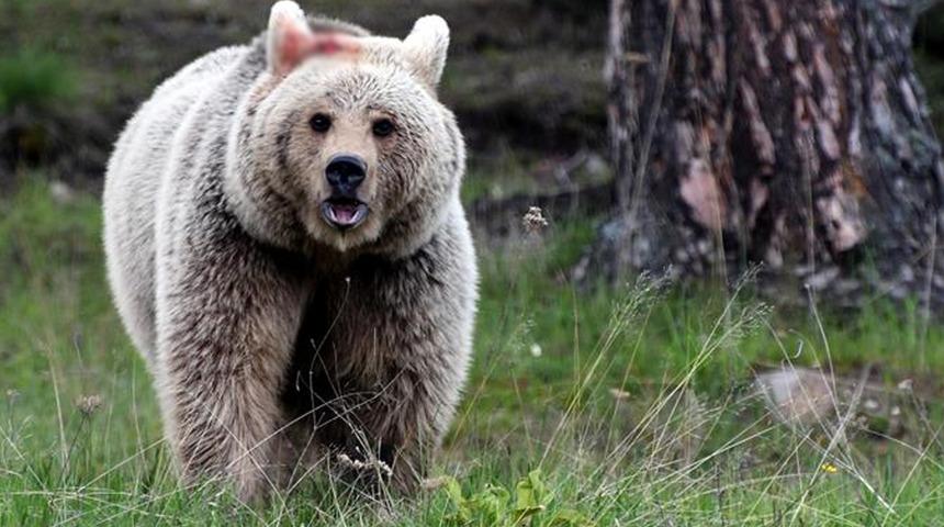 Çalıların arasından bir anda çıktı! Talihsiz kadın, ayı saldırısında ağır yaralandı