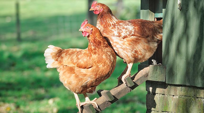 İngiltere'de kuş gribi alarmı verildi! Tüm kümes hayvanları içeride tutulacak