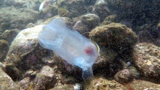 Dünya bu deniz canlısını konuşuyor! Görenler önce çöp zannetti, ne olduğunu anlamayadılar... “Organları nerede?”