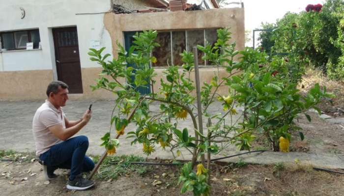 İnternette görüp dikti, yanından geçen bir daha bakıyor