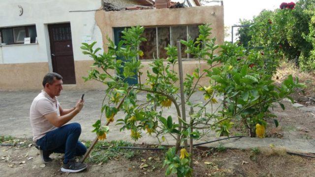 Adı: Buda'nın eli! İnternette görüp dikti, yanından geçen bir daha bakıyor