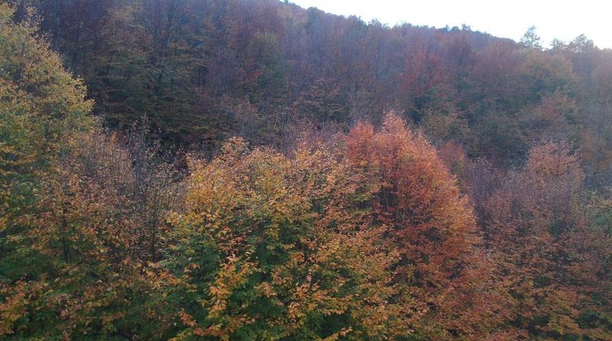 Sinop ormanlarında renk c&uuml;mb&uuml;ş&uuml;