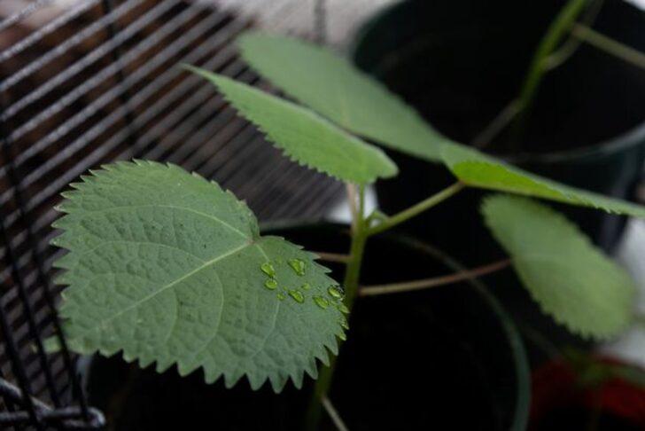 Dünyanın en tehlikeli bitkisini yetiştirdi! Dokunanı öldürüyor... “Aynı anda sıcak asitle yanıp elektrik çarpması gibi” G1