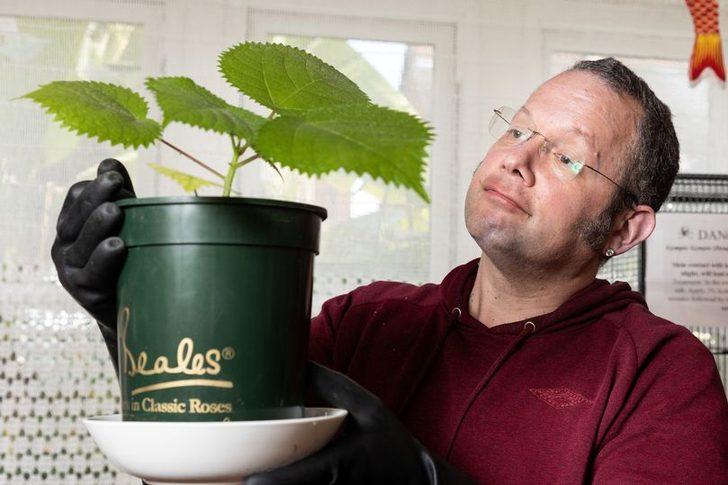 Dünyanın en tehlikeli bitkisini yetiştirdi! Dokunanı öldürüyor... “Aynı anda sıcak asitle yanıp elektrik çarpması gibi” G2