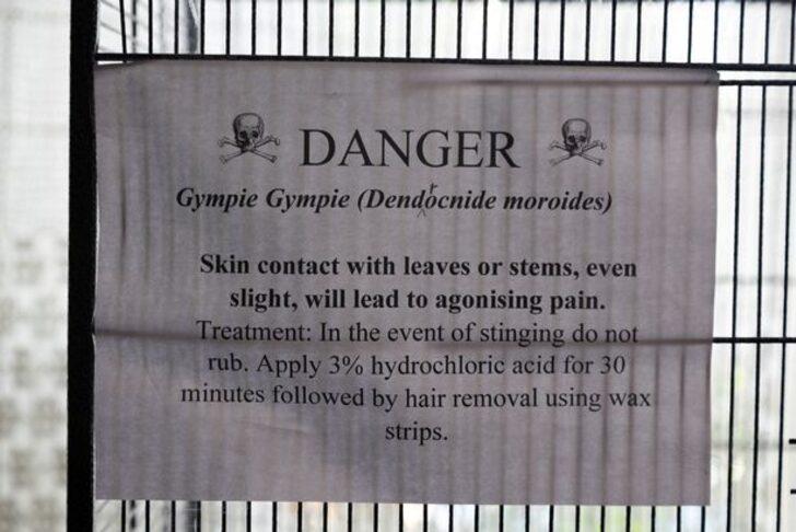 Dünyanın en tehlikeli bitkisini yetiştirdi! Dokunanı öldürüyor... “Aynı anda sıcak asitle yanıp elektrik çarpması gibi” G3