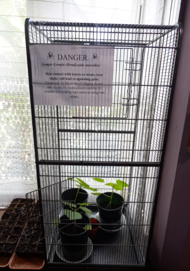 Dünyanın en tehlikeli bitkisini yetiştirdi! Dokunanı öldürüyor... “Aynı anda sıcak asitle yanıp elektrik çarpması gibi” G5