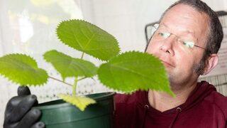 Dünyanın en tehlikeli bitkisini yetiştirdi! Dokunanı öldürüyor... “Aynı anda sıcak asitle yanıp elektrik çarpması gibi”