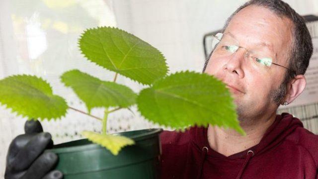 Dünyanın en tehlikeli bitkisini yetiştirdi! Dokunanı öldürüyor... “Aynı anda sıcak asitle yanıp elektrik çarpması gibi”