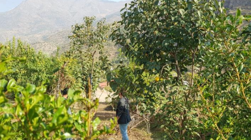Armut diye ekti, ortaya çıkan şey şaşırttı! İlçe, ilk kez bu meyveyle tanıştı