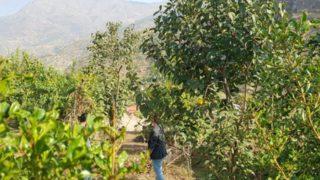 Armut diye ekti, ortaya çıkan şey şaşırttı! İlçe, ilk kez bu meyveyle tanıştı