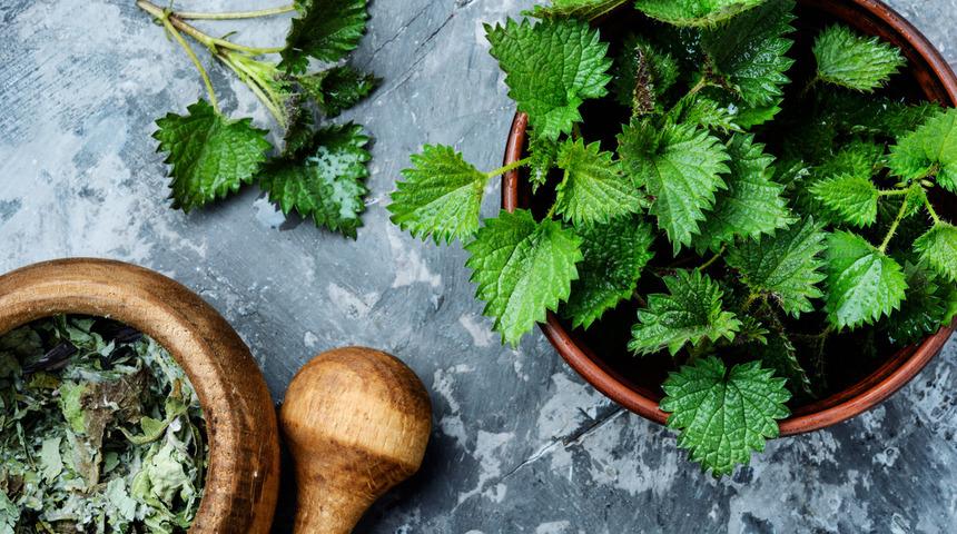 Isırgan otu nasıl tüketilir, ne kadar içilmeli? Isırgan otu suyu içilir mi, neye iyi gelir?