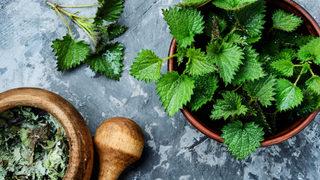 Isırgan otu nasıl tüketilir, ne kadar içilmeli? Isırgan otu suyu içilir mi, neye iyi gelir?