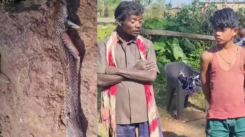 Sadece 8 yaşında! Koluna dolanan zehirli kobrayı 'ısırarak' öldürdü