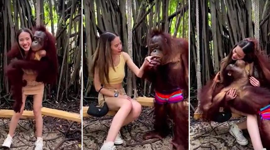 Hayvanat bah&ccedil;esinde fl&ouml;rt&ouml;z anlar! Sevimli orangutan g&uuml;zel ziyaret&ccedil;iden etkilenince olanlar oldu