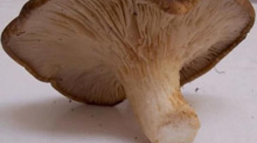 Cinsel G&uuml;&ccedil; Arttırıcı Mantar