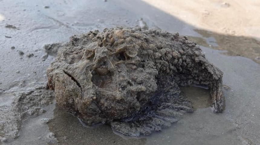 Ölüme bir adım kala! Kılık değiştiren zehirli balık canından edecekti