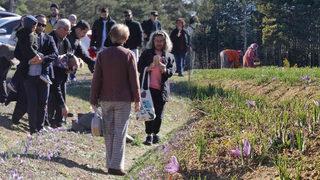 Kilosu 100 bin TL’den satılıyor! Duyan geliyor… Avrupa’dan turist akını var “Yetiştirildiğini çoğu öğrenmiş”