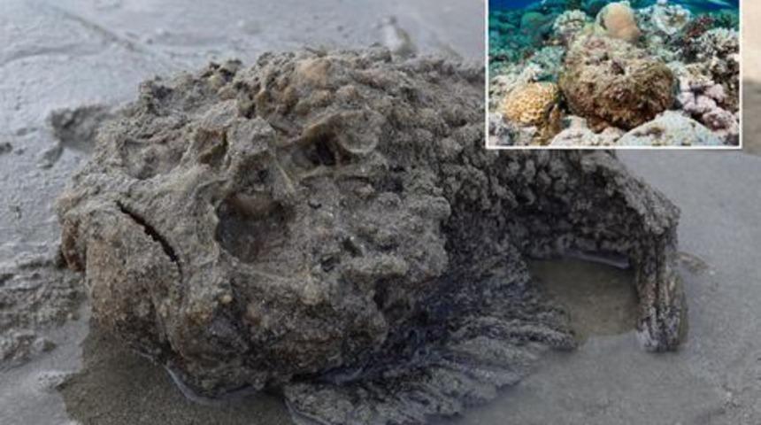 Dünyanın en zehirli balığı! Görenler ne olduğunu anlayamadı... Dokunanı 30 dakika içinde öldürüyor