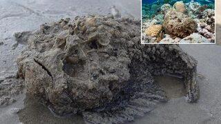 Dünyanın en zehirli balığı! Görenler ne olduğunu anlayamadı... Dokunanı 30 dakika içinde öldürüyor