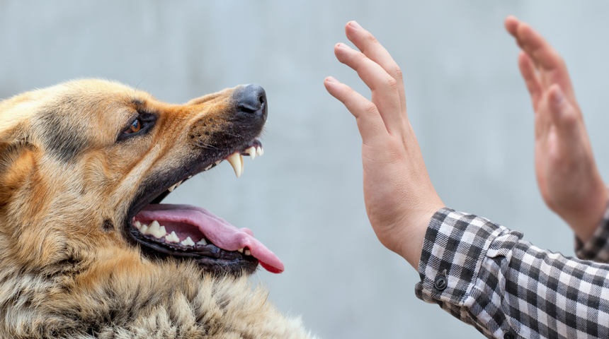 Kuduz hastalığının belirtilerine dikkat! Kuduz hastalığı nedir? Nasıl bulaşır? 