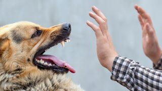 Kuduz hastalığının belirtilerine dikkat! Kuduz hastalığı nedir? Nasıl bulaşır? 