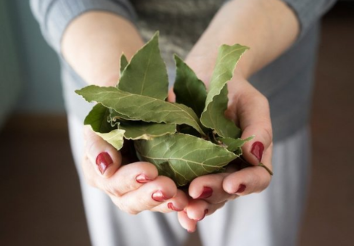 DEFNE VE NANE YAPRAKLARINDAN YARARLANIN  