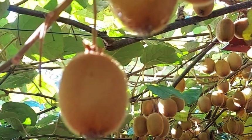 Giresun’da bu defa fındık değil kivi hasadı hazırlıkları başladı