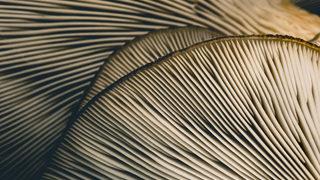 D vitaminin tek kaynağı güneş değil! D vitamin eksikliğine karşı tüketilmesi gereken besinler