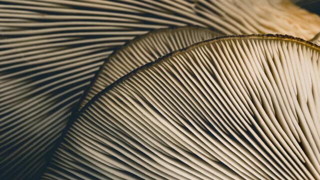 D vitaminin tek kaynağı güneş değil! D vitamin eksikliğine karşı tüketilmesi gereken besinler