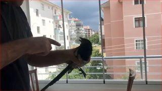 Fıstık çalmaya çalışırken yakaladı! Kargaya söylediği sözler herkesi güldürdü
