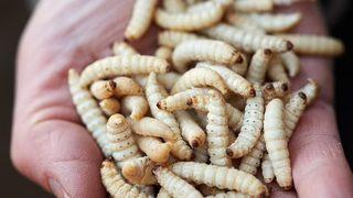 Antibiyotikleri unutun: Birinci Dünya Savaşı'nda yaralanan askerlere uygulanan yöntem! Kullananlar giderek artıyor