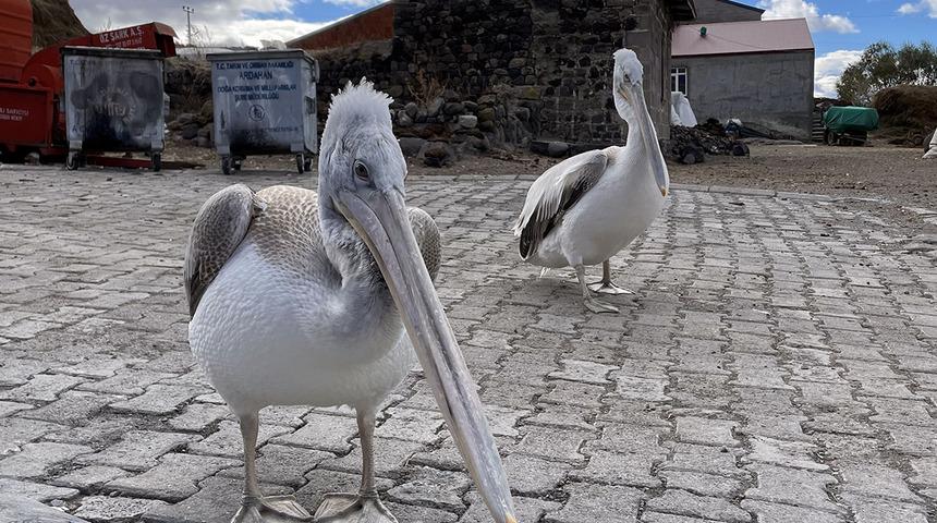 Ardahan’da şaşkına çeviren görüntüler! Görenler gözlerine inanamıyor; Acıktıklarında kapıya geliyorlar…
