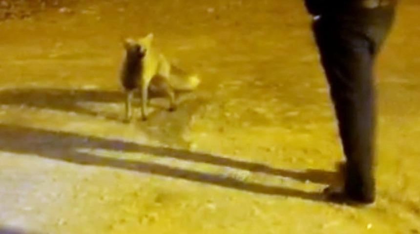 Aç kalan tilki yayla esnafına sığındı