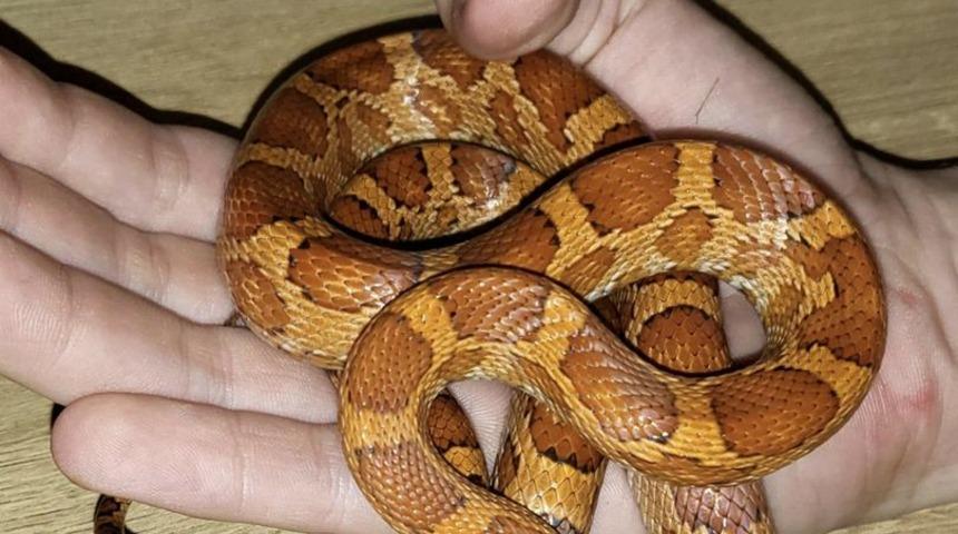 Yorganı kaldırdığında dehşete düştü! Yatağında yılan bulan kadın ne yapacağını şaşırdı