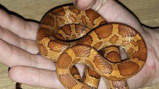 Yorganı kaldırdığında dehşete düştü! Yatağında yılan bulan kadın ne yapacağını şaşırdı