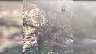 Avcının tavşanla diyaloğu güldürdü: Kimden korktun