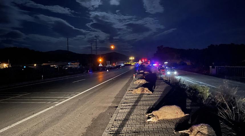 Muğla'da kamyonet ve otomobilin çarptığı küçükbaş hayvanlar telef oldu