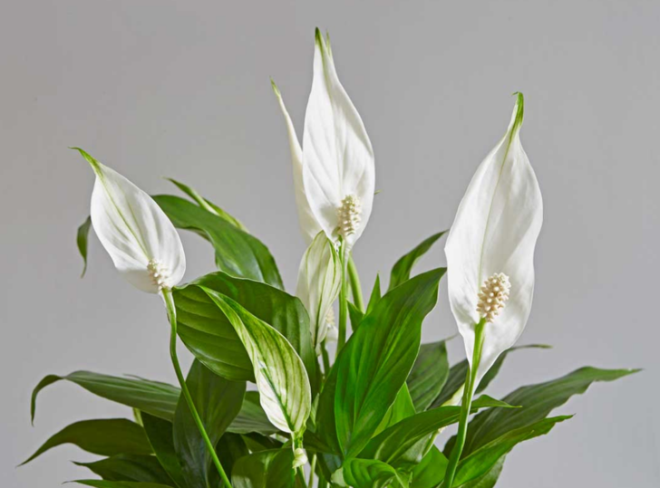 Ortam ve güneş ışığı