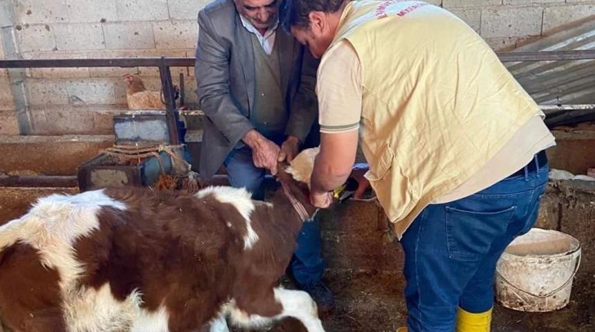 Küpeleme ve aşılama çalışmaları sürüyor