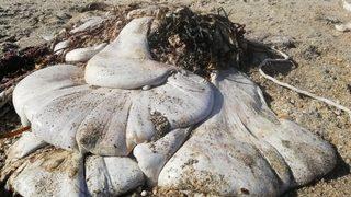 Uzmanlar bile ne olduğunu anlayamadı! Kıyıya vuran beyaz devasa yaratık tedirginlik yarattı... “Mide ya da bağırsak...”