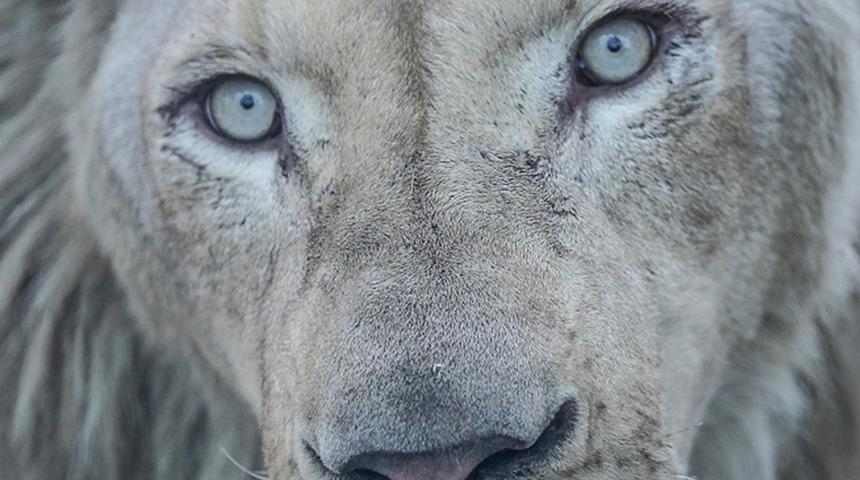 Fransa'da ilginç olay! Evinde aslan besleyen adama hapis cezası...