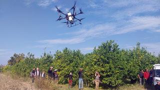 Ortaca'da bir narenciye bahçesinde dron ile ilaçlama yapıldı