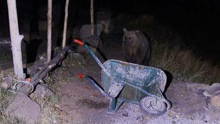 Piknikçilerin ayı ile imtihanı