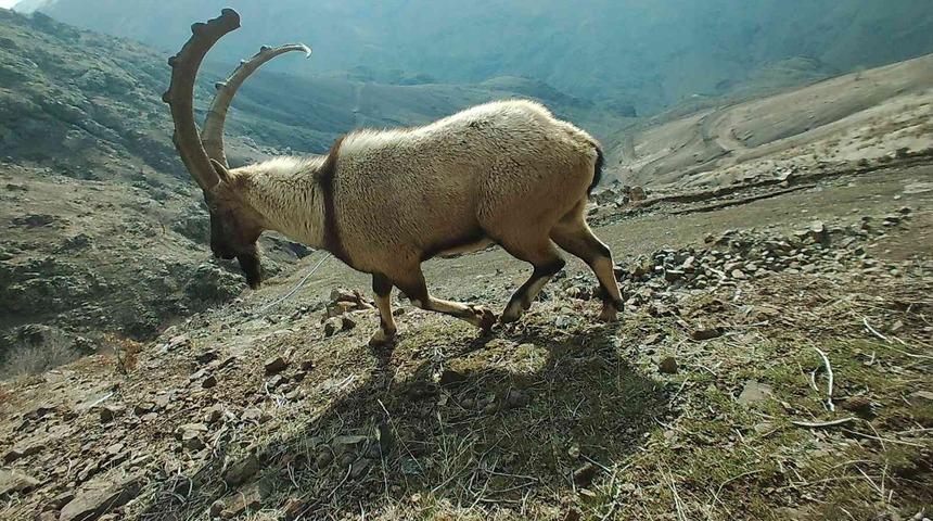 Adıyaman’da yaban hayatı fotokapana yansıdı