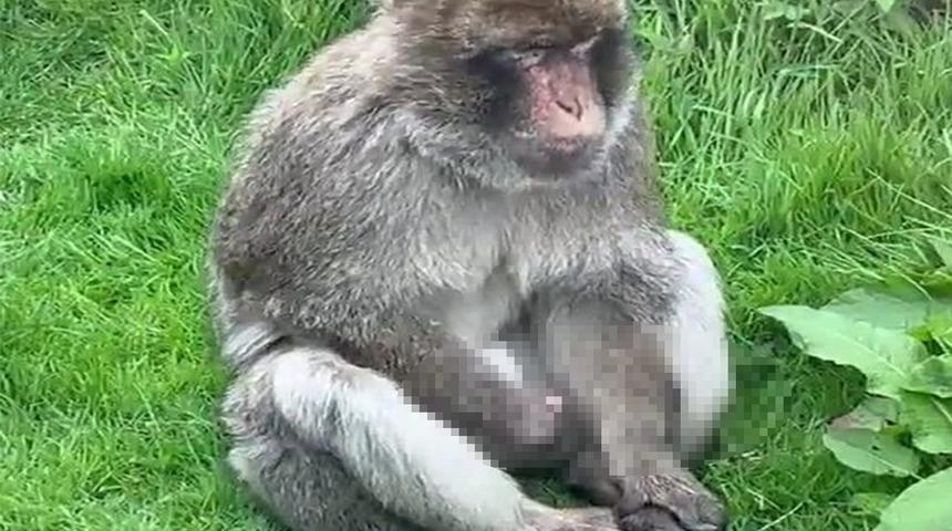 Sosyal medyada şaşkınlık yaratan anlar! Maymun bir anda çocukların gözünün önünde mastürbasyon yapmaya başlayınca...