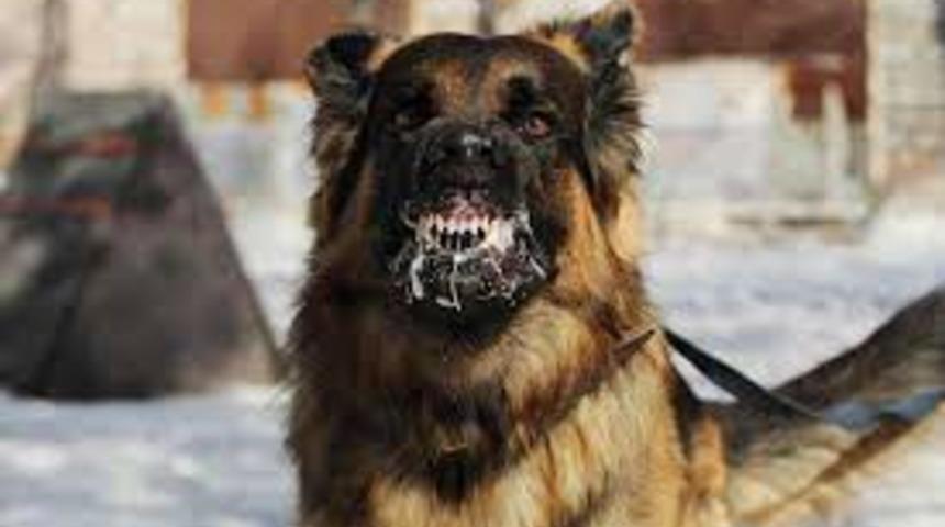 Kuduz nedir, nasıl bulaşır? Köpeklerin saldırısı sonucu kuduz olan Mustafa Erçetin hayatını kaybetti