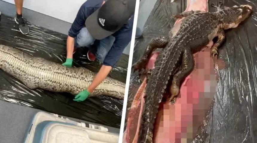 Avcıydı av oldu! 5 metre uzunluğundaki pitonun karnından çıkan timsah şaşkına çevirdi