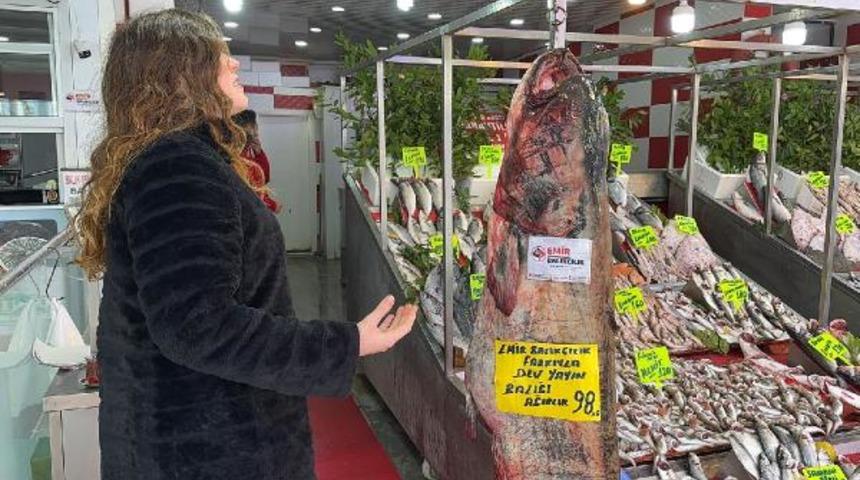 Barajda yakalanan yayın balığı şaşkına çevirdi! Boyu 2,55 metre, ağırlığı 98 kilo